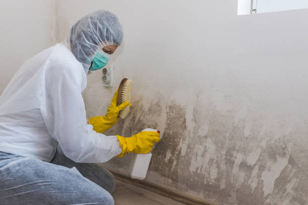 Best Mold Damage Repair  in Vevay, IN
