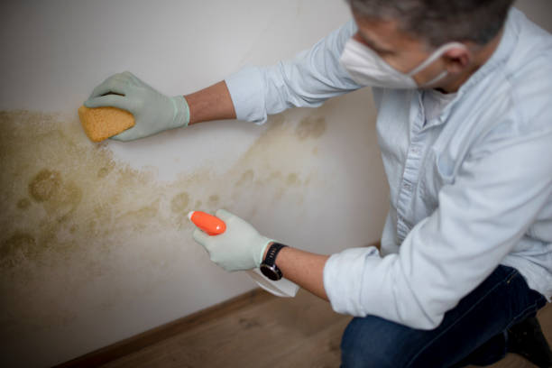 Best Residential Mold Removal  in Vevay, IN