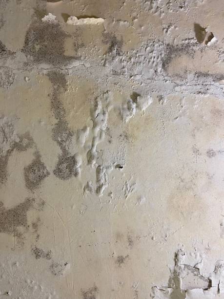 Best Professional Mold Removal  in Vevay, IN