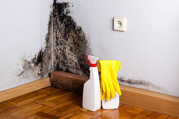 Best Local Mold Removal Service  in Vevay, IN