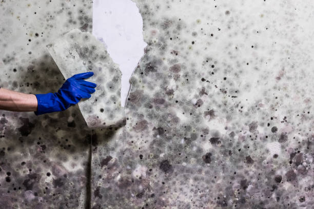 Best Fast Mold Removal  in Vevay, IN